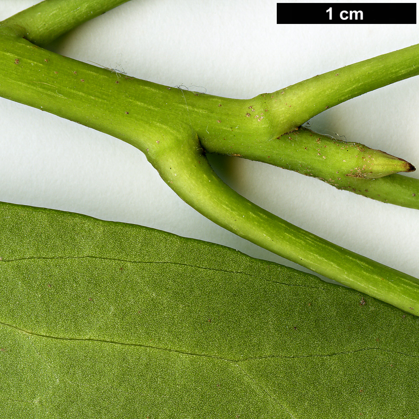 High resolution image: Family: Araliaceae - Genus: Hedera - Taxon: colchica High resolution image: Family: Araliaceae - Genus: Hedera - Taxon: colchica